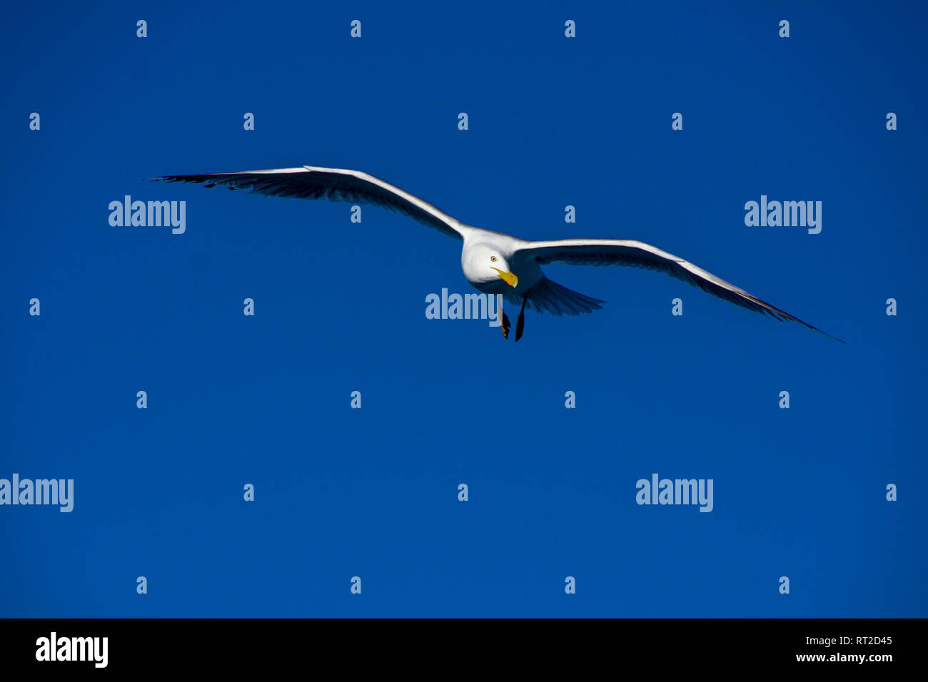 Isolierte Möwe im Mittelmeer. Hintergrund. Stockfoto