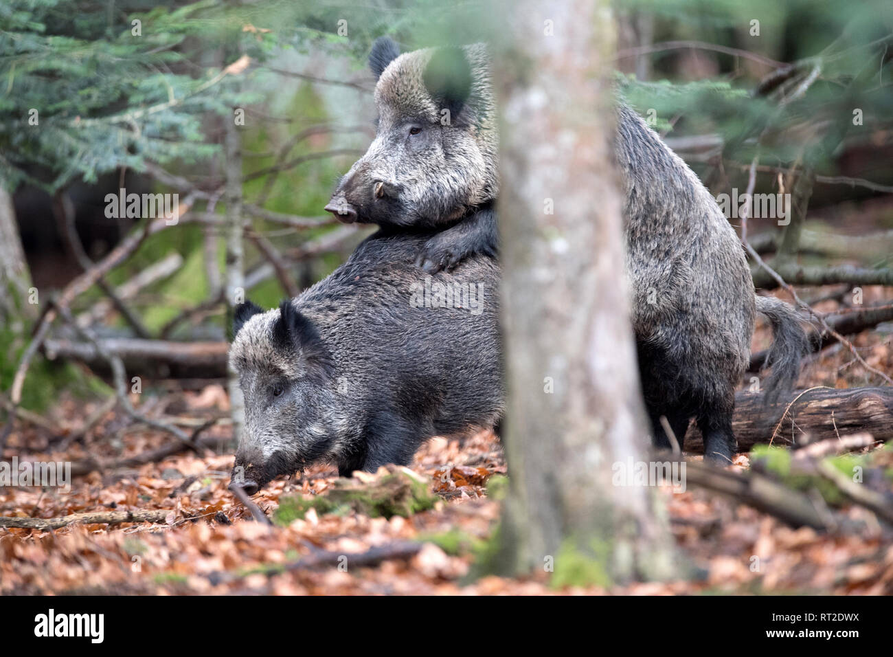 Aufreiten, Schweine, buche Mast, Buchenwälder, Kopula, Echten Schweine, Huftiere, Paarung, Paarung Akt der Wildschweine, Leistungsbeschreibung, die Verwirrung, die mich Stockfoto