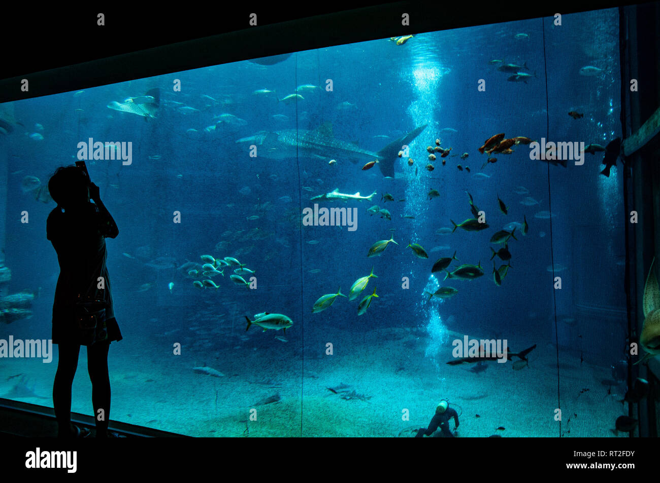 Walhai, Osaka Aquarium, Japan. Stockfoto