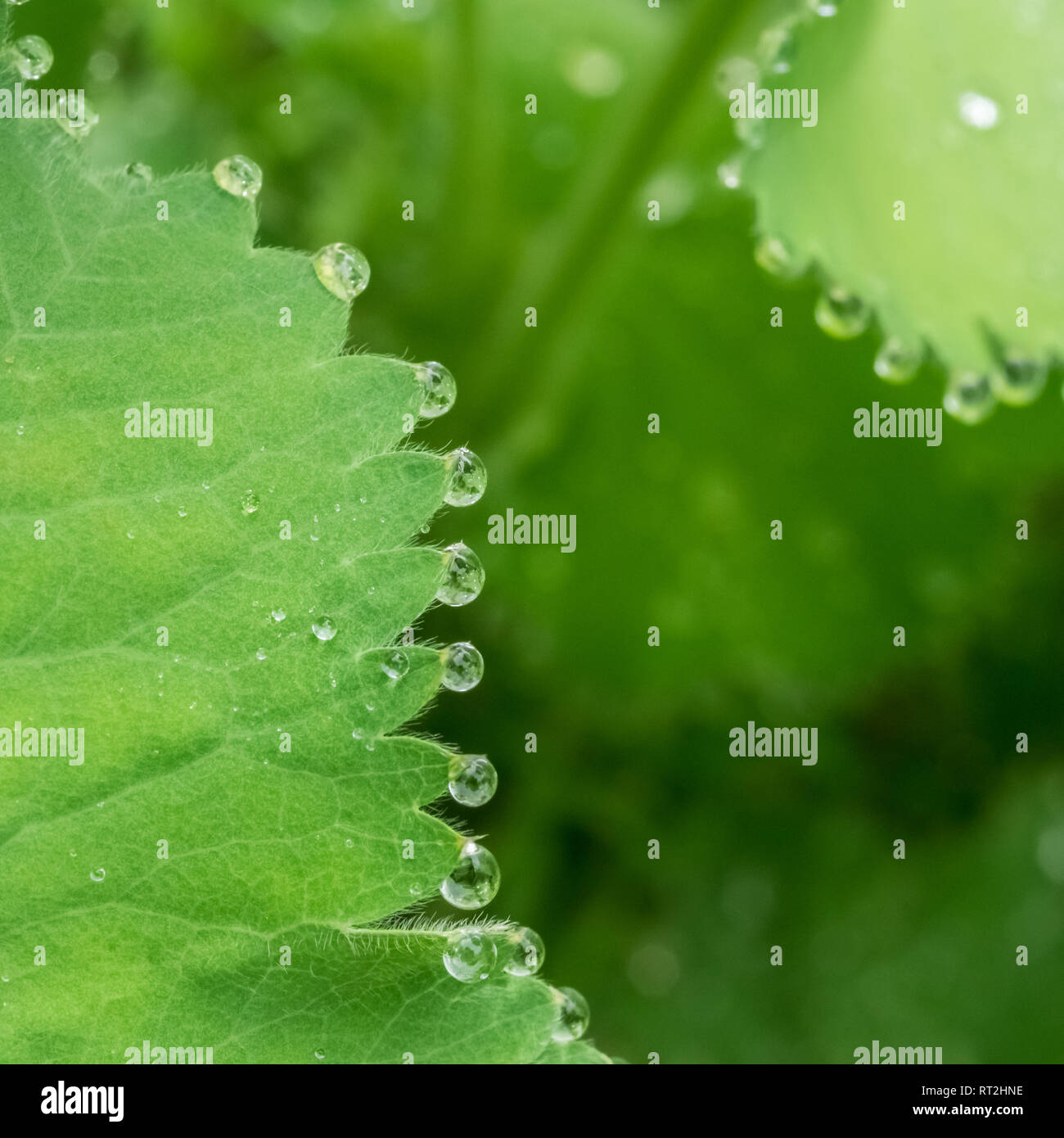 Ein Makro close up close-up Detail der Tau Regen fällt auf Geranium Blatt Blätter Stockfoto
