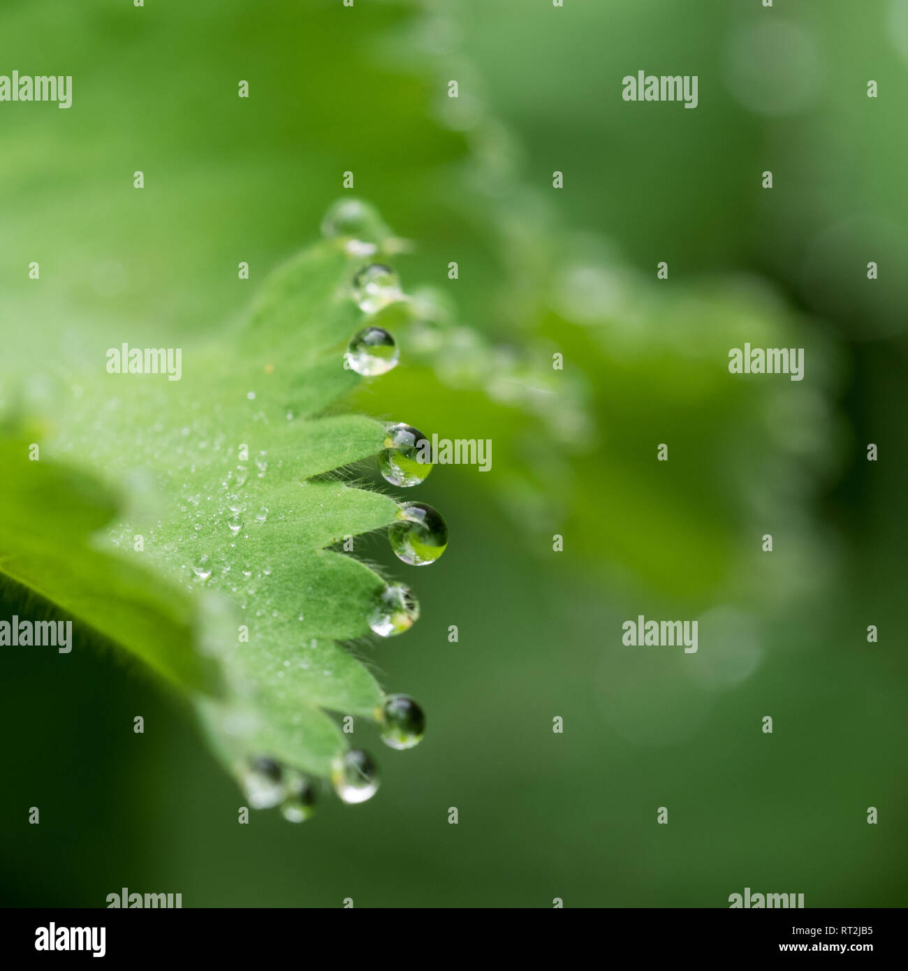 Ein Makro close up close-up Detail der Tau Regen fällt auf Geranium Blatt Blätter Stockfoto