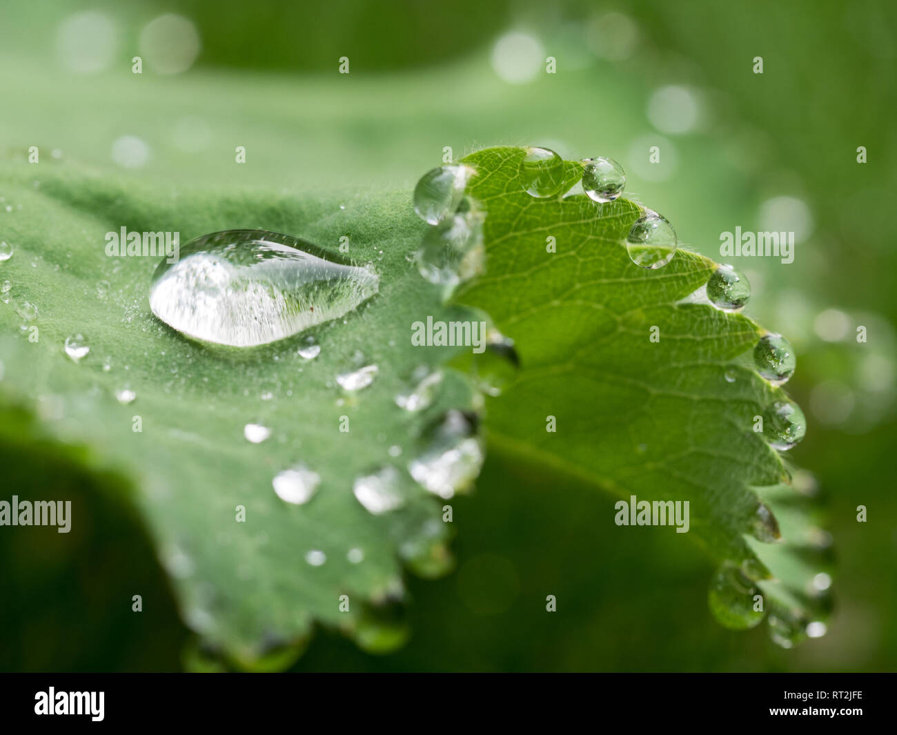 Ein Makro close up close-up Detail der Tau Regen fällt auf Geranium Blatt Blätter Stockfoto