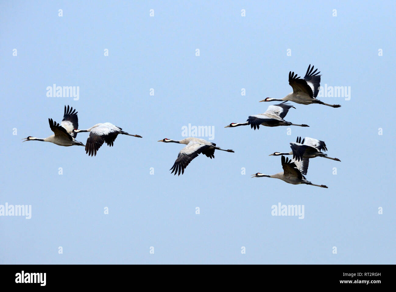 Echte Kraniche, graue Kraniche, Grus Grus, Kran, Krane, Crane's Vögel, Crane's Zug, Mecklenburg-Vorpommern, Mecklenburger Seenplatte, Stockfoto