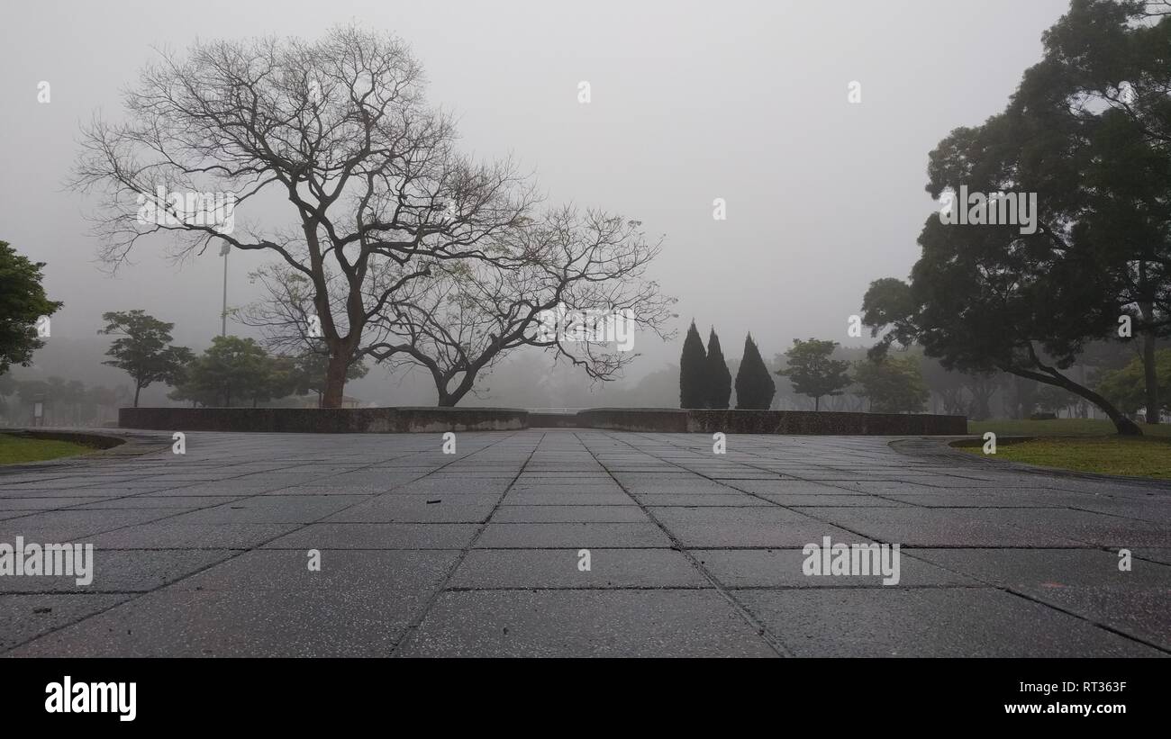 Der alte Baum ohne Blätter auf dem Nebel Wetter Tag Stockfoto