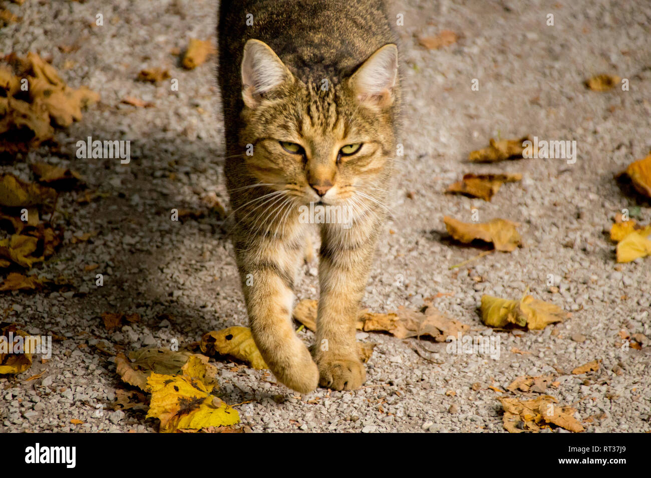 Eine schläfrige Katze zu Fuß in Richtung der Kamera Stockfoto