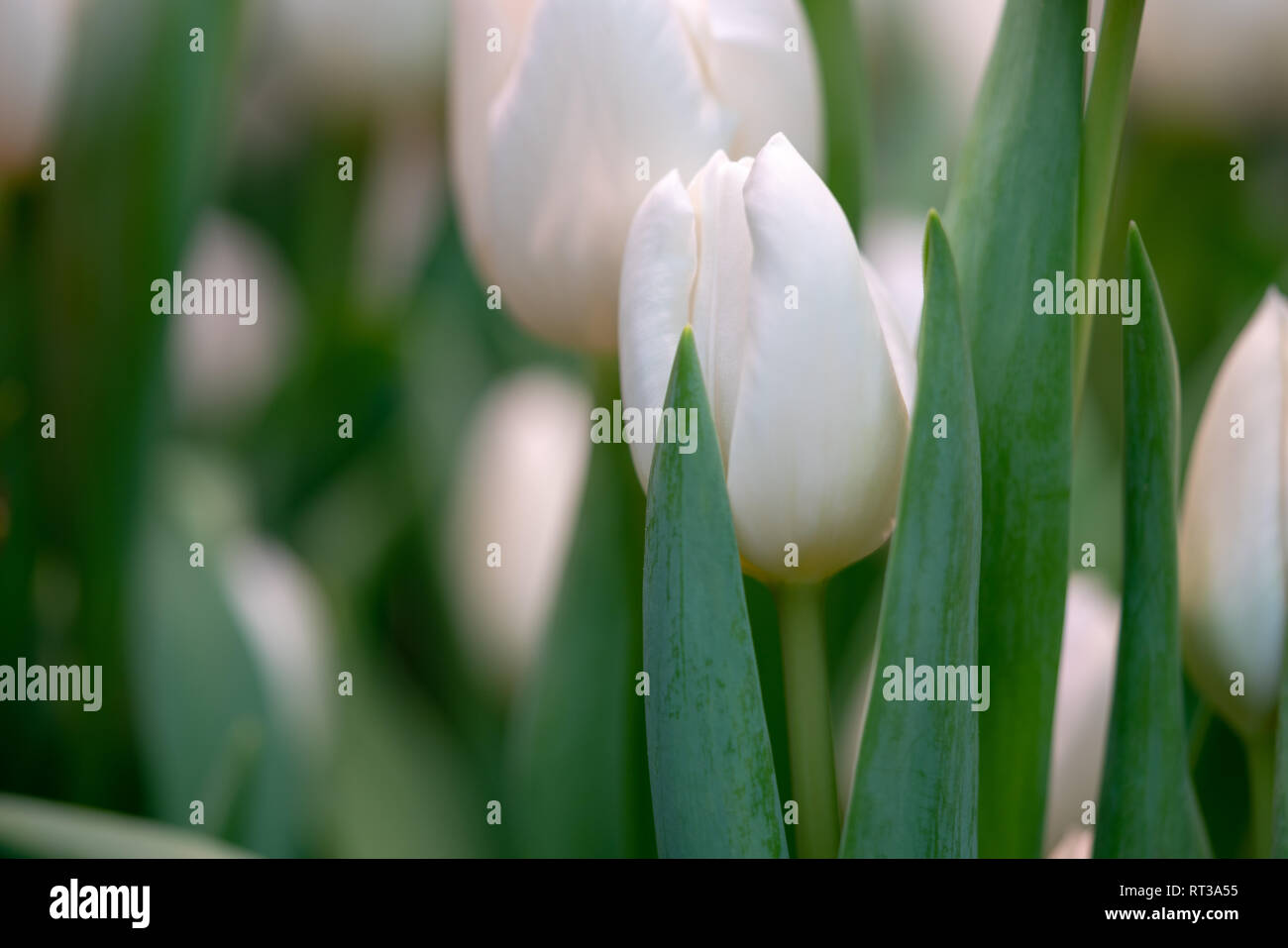 Tulip. White Tulip auf ein tulpenfeld. Einige mehr verwischt Tulpen auf einen Hintergrund. Frühling. Frisch, einfach und sauber. Stockfoto