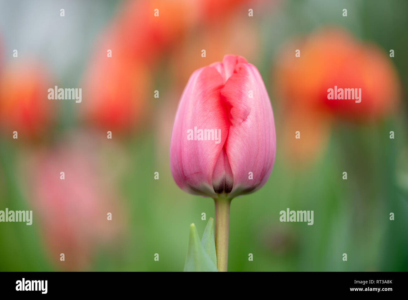 Tulip. Rosa Tulpe auf ein tulpenfeld. Einige mehr verwischt Tulpen auf einen Hintergrund. Frühling. Frisch, einfach und sauber. Stockfoto