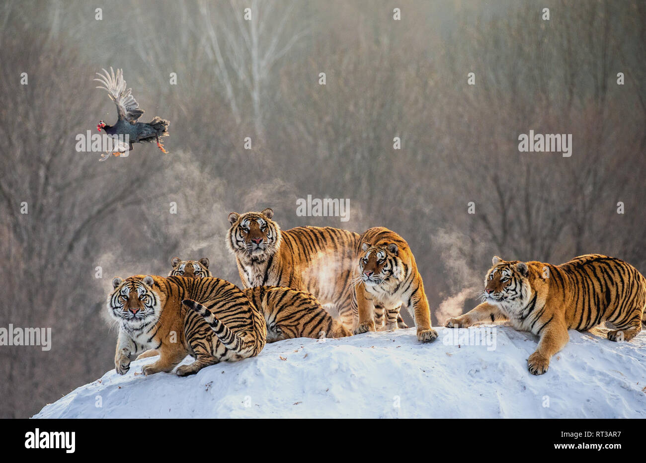 Mehrere sibirische Tiger stehen auf einem verschneiten Hügel und Beute fangen. China. Harbin. Mudanjiang Provinz. Hengdaohezi Park. Siberian Tiger Park. Stockfoto