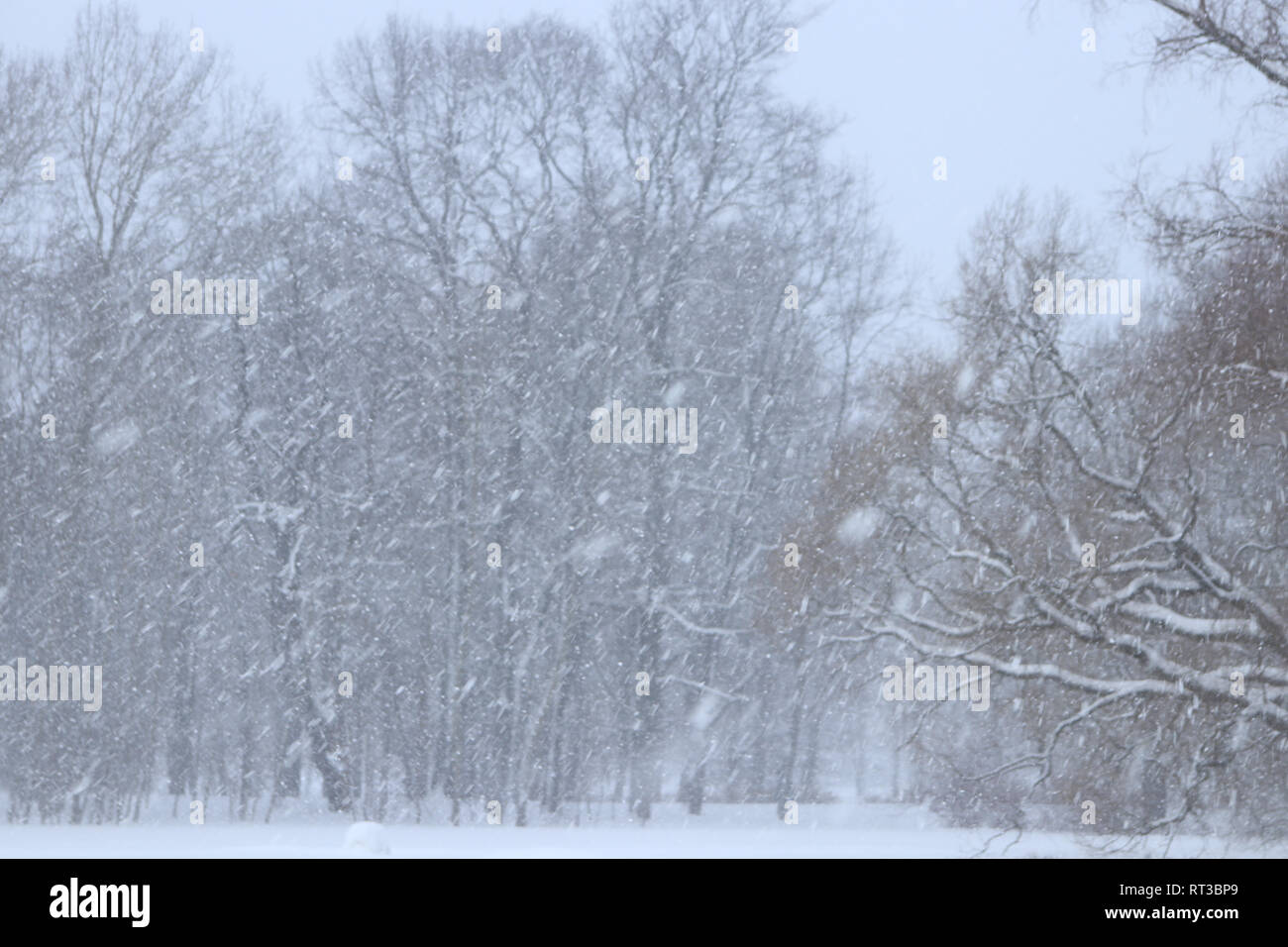 Flying snow mit Waldbäumen auf Hintergrund. Schlechte Sicht Schneewetter. Stockfoto