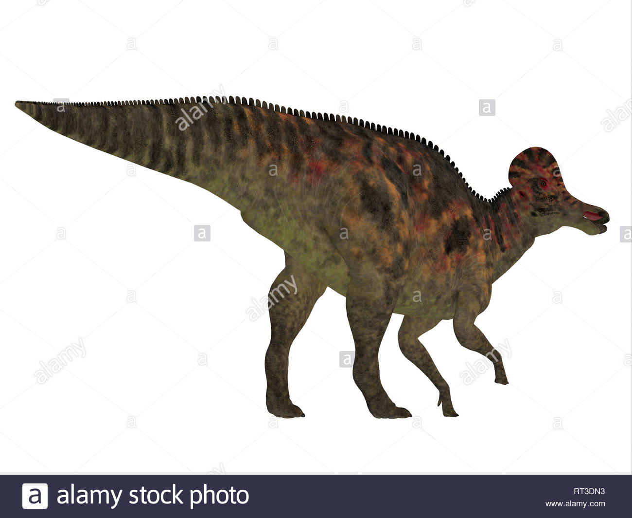 Corythosaurus Casuarius Stockfotos & Corythosaurus Casuarius Bilder Alamy