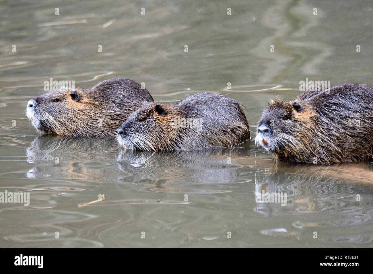Schwanz der ratte -Fotos und -Bildmaterial in hoher Auflösung – Alamy