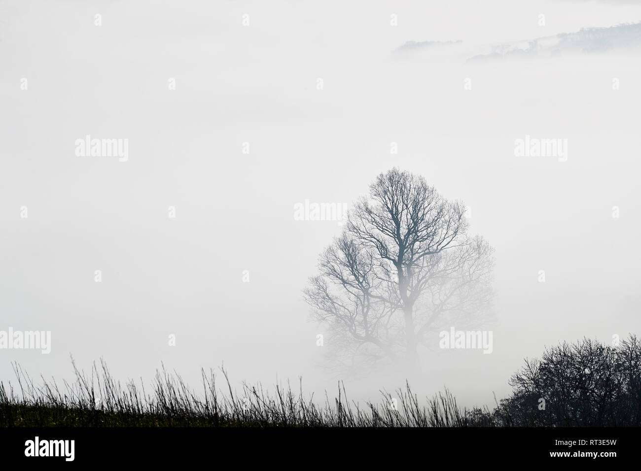 Top Teil einer Baumstruktur, die durch den frühen Morgennebel mit einer Hecke im Vordergrund in einer dramatischen cloud Inversion, Brecon Beacons, Wales, Großbritannien Stockfoto