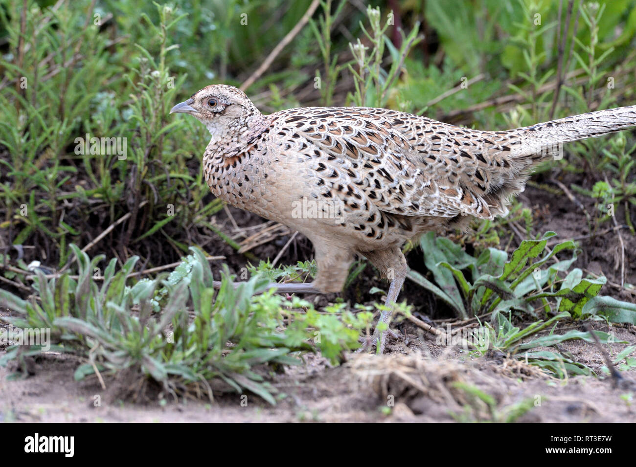 Fasan, edlen Fasan, Jagd auf Fasane, Hühner- Vögel, Phasianus colchicus mongolicus, Rebhühner, Hühner, Hühner, Fasane, partrid Stockfoto