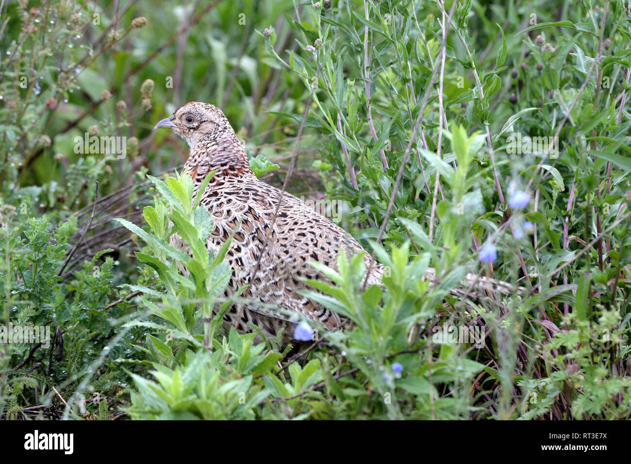 Fasan, edlen Fasan, Jagd auf Fasane, Hühner- Vögel, Phasianus colchicus mongolicus, Rebhühner, Hühner, Hühner, Fasane, partrid Stockfoto