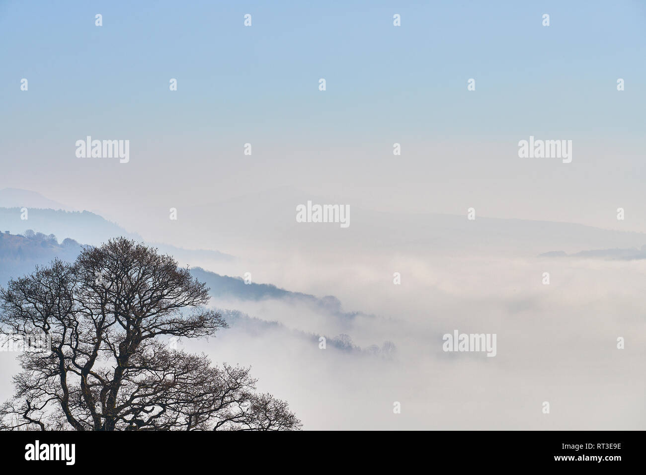 Ein Baum und Hügel nur durch den Nebel sichtbar in einer dramatischen cloud Inversion im Februar an der Brecon Beacons National National Park, Wales, Großbritannien Stockfoto