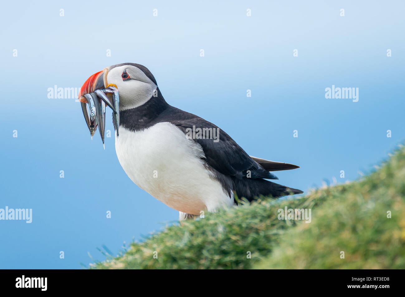 North Atlantic Papageientaucher in Färöer Insel Mykines, Ende der Sommerzeit Stockfoto