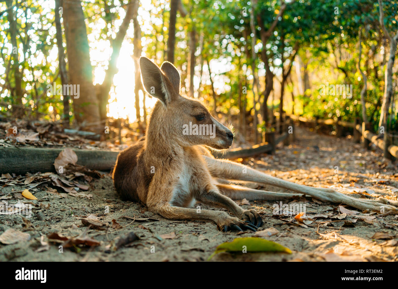 Australien, Queensland, Mackay, Cape Hillsborough National Park, Kangaroo in Wald bei Sonnenaufgang Ruhe Stockfoto