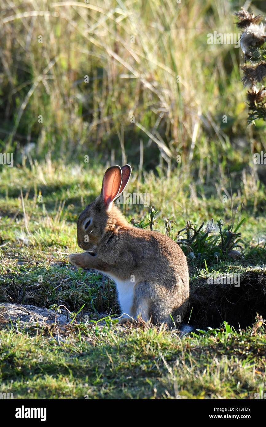 Cuniculus, lokale Tiere, frei lebender Tiere, grau sportliche kleine Jobs, grau sportliche kleine Jobs, Hase, Jagd - Cash Game, Kaninchen Pelz, Rabb Stockfoto