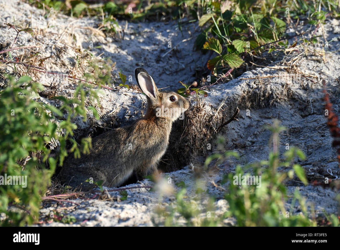 Cuniculus, lokale Tiere, frei lebender Tiere, grau sportliche kleine Jobs, grau sportliche kleine Jobs, Hase, Jagd - Cash Game, Kaninchen Pelz, Rabb Stockfoto