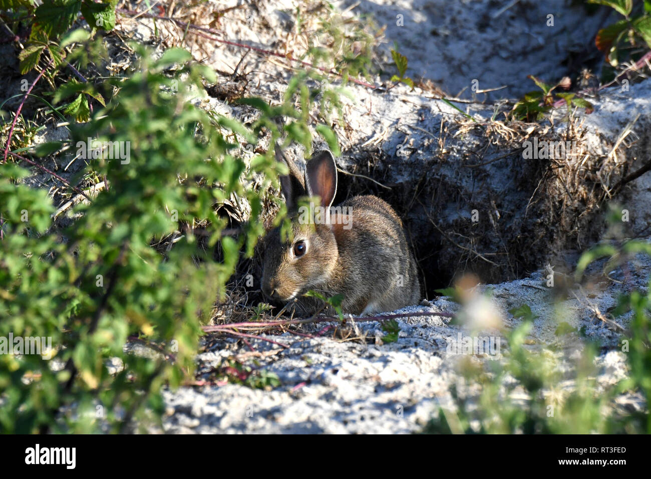 Cuniculus, lokale Tiere, frei lebender Tiere, grau sportliche kleine Jobs, grau sportliche kleine Jobs, Hase, Jagd - Cash Game, Kaninchen Pelz, Rabb Stockfoto
