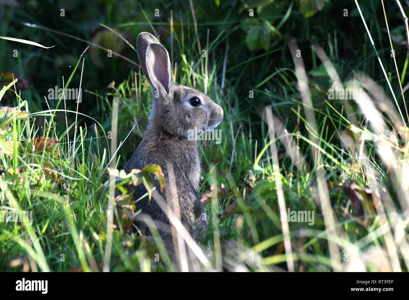 Cuniculus, lokale Tiere, frei lebender Tiere, grau sportliche kleine Jobs, grau sportliche kleine Jobs, Hase, Jagd - Cash Game, Kaninchen Pelz, Rabb Stockfoto