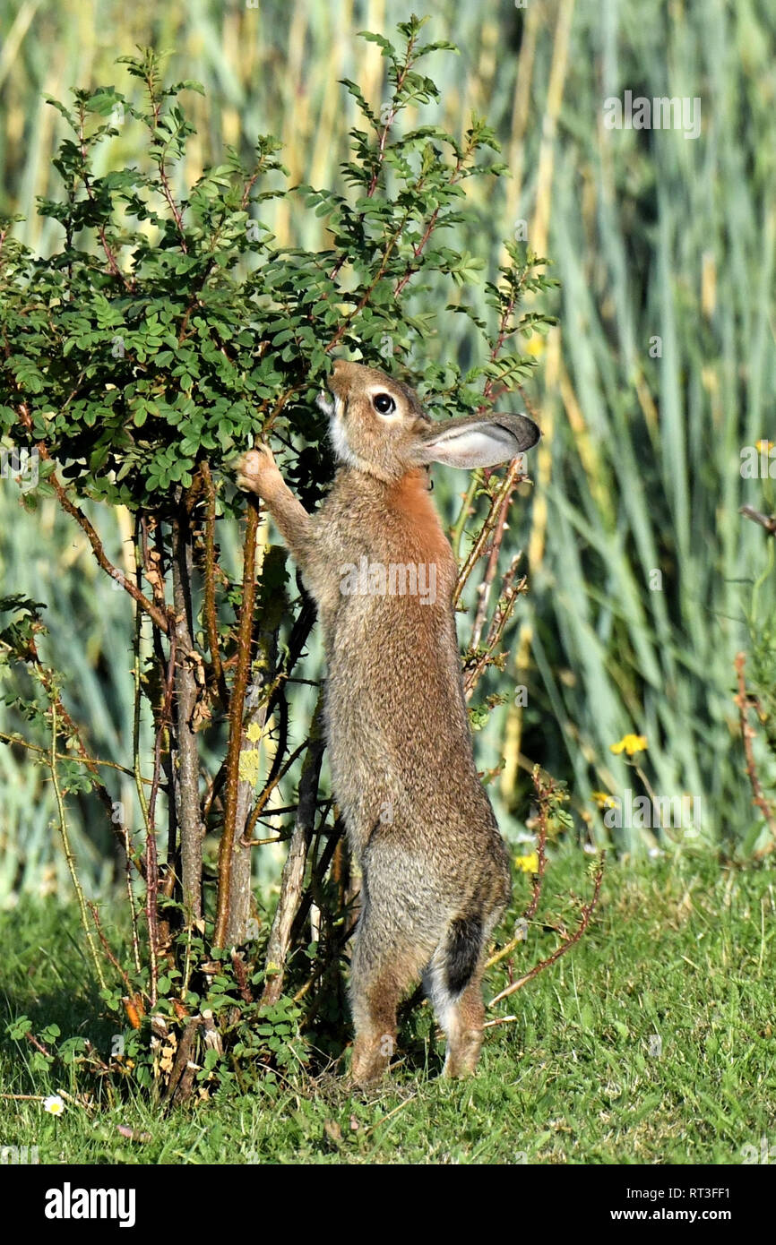 Cuniculus, lokale Tiere, frei lebender Tiere, grau sportliche kleine Jobs, grau sportliche kleine Jobs, Hase, Jagd - Cash Game, Kaninchen Pelz, Rabb Stockfoto