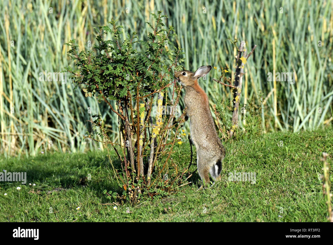 Cuniculus, lokale Tiere, frei lebender Tiere, grau sportliche kleine Jobs, grau sportliche kleine Jobs, Hase, Jagd - Cash Game, Kaninchen Pelz, Rabb Stockfoto