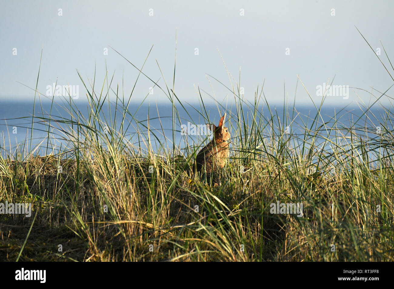 Cuniculus, lokale Tiere, frei lebender Tiere, grau sportliche kleine Jobs, grau sportliche kleine Jobs, Hase, Jagd - Cash Game, Kaninchen Pelz, Rabb Stockfoto