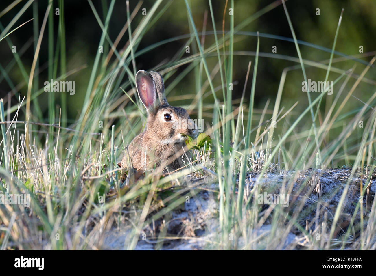Cuniculus, lokale Tiere, frei lebender Tiere, grau sportliche kleine Jobs, grau sportliche kleine Jobs, Hase, Jagd - Cash Game, Kaninchen Pelz, Rabb Stockfoto