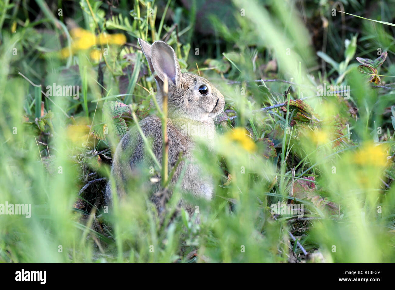 Cuniculus, lokale Tiere, frei lebender Tiere, grau sportliche kleine Jobs, grau sportliche kleine Jobs, Hase, Jagd - Cash Game, Kaninchen Pelz, Rabb Stockfoto
