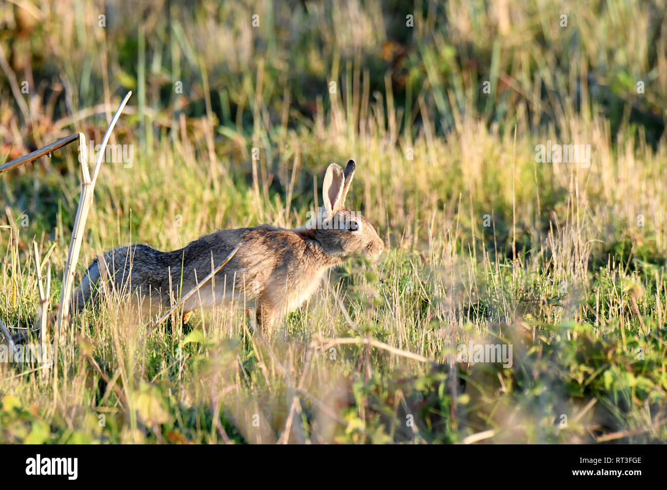 Cuniculus, lokale Tiere, frei lebender Tiere, grau sportliche kleine Jobs, grau sportliche kleine Jobs, Hase, Jagd - Cash Game, Kaninchen Pelz, Rabb Stockfoto