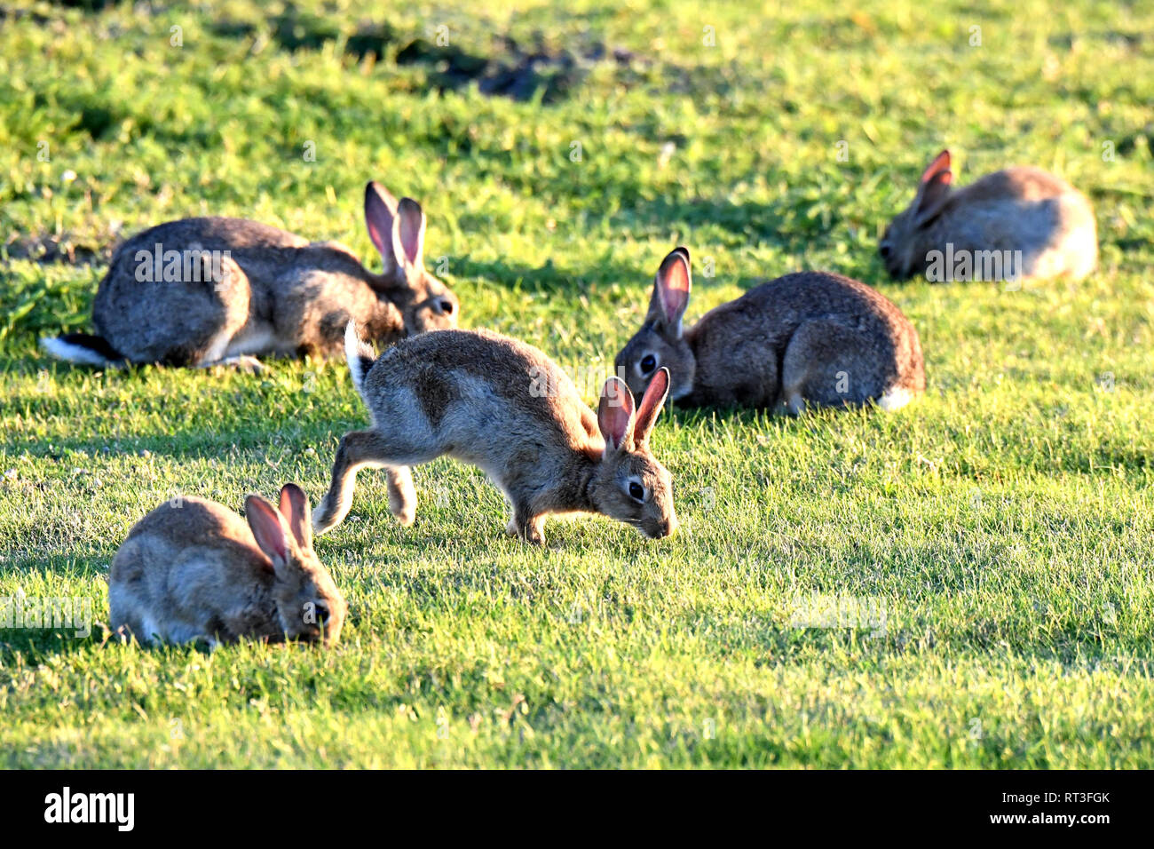 Cuniculus, lokale Tiere, frei lebender Tiere, grau sportliche kleine Jobs, grau sportliche kleine Jobs, Hase, Jagd - Cash Game, Kaninchen Pelz, Rabb Stockfoto