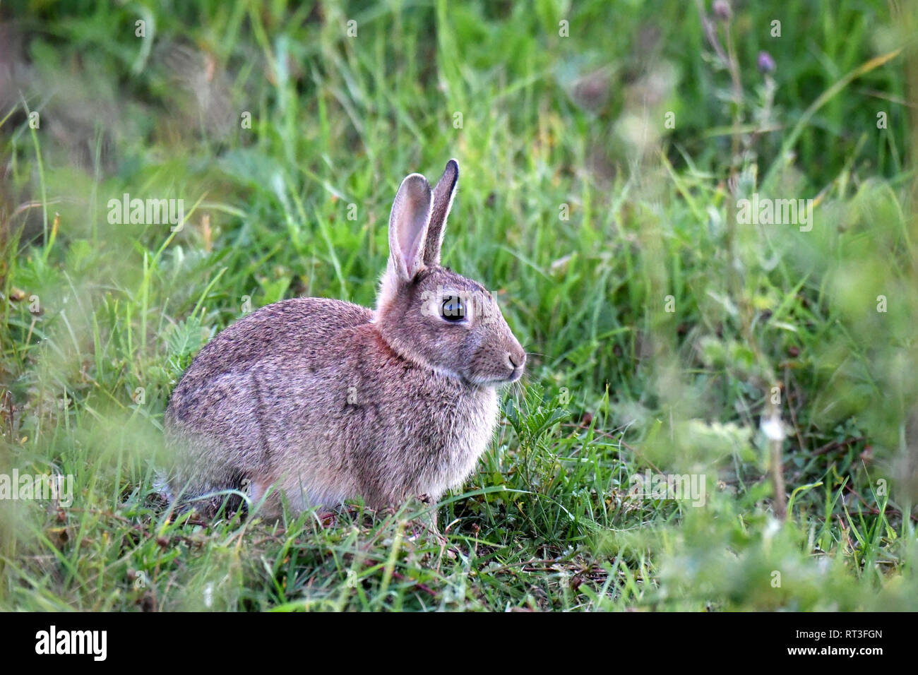 Cuniculus, lokale Tiere, frei lebender Tiere, grau sportliche kleine Jobs, grau sportliche kleine Jobs, Hase, Jagd - Cash Game, Kaninchen Pelz, Rabb Stockfoto