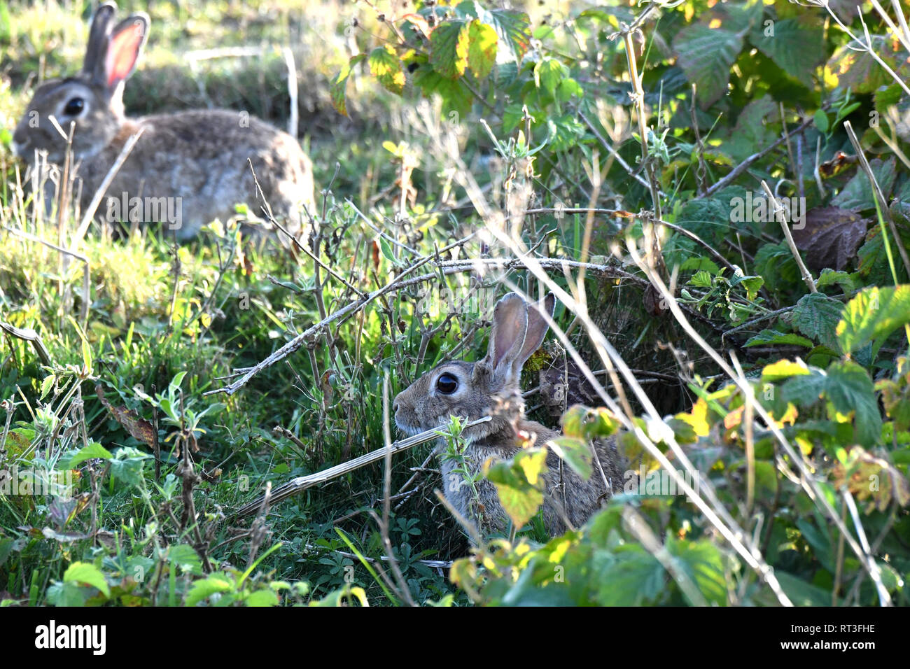 Cuniculus, lokale Tiere, frei lebender Tiere, grau sportliche kleine Jobs, grau sportliche kleine Jobs, Hase, Jagd - Cash Game, Kaninchen Pelz, Rabb Stockfoto