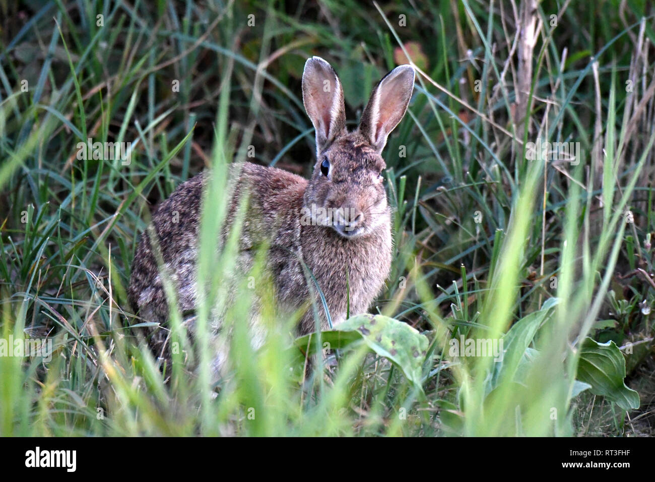 Cuniculus, lokale Tiere, frei lebender Tiere, grau sportliche kleine Jobs, grau sportliche kleine Jobs, Hase, Jagd - Cash Game, Kaninchen Pelz, Rabb Stockfoto
