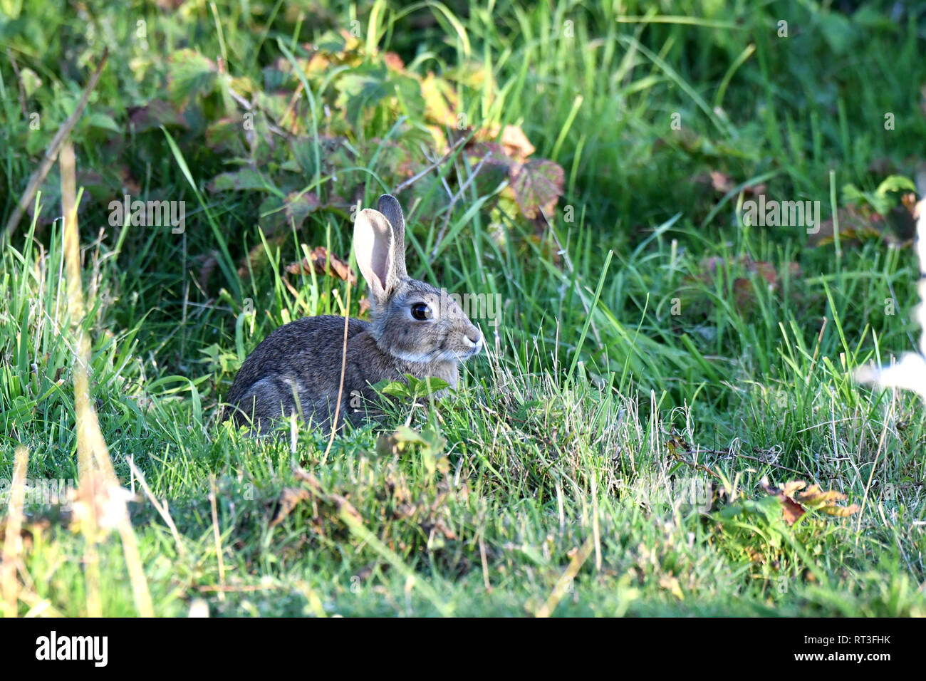 Cuniculus, lokale Tiere, frei lebender Tiere, grau sportliche kleine Jobs, grau sportliche kleine Jobs, Hase, Jagd - Cash Game, Kaninchen Pelz, Rabb Stockfoto