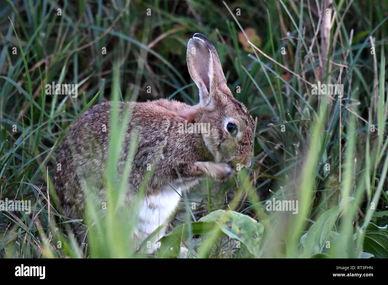 Cuniculus, lokale Tiere, frei lebender Tiere, grau sportliche kleine Jobs, grau sportliche kleine Jobs, Hase, Jagd - Cash Game, Kaninchen Pelz, Rabb Stockfoto