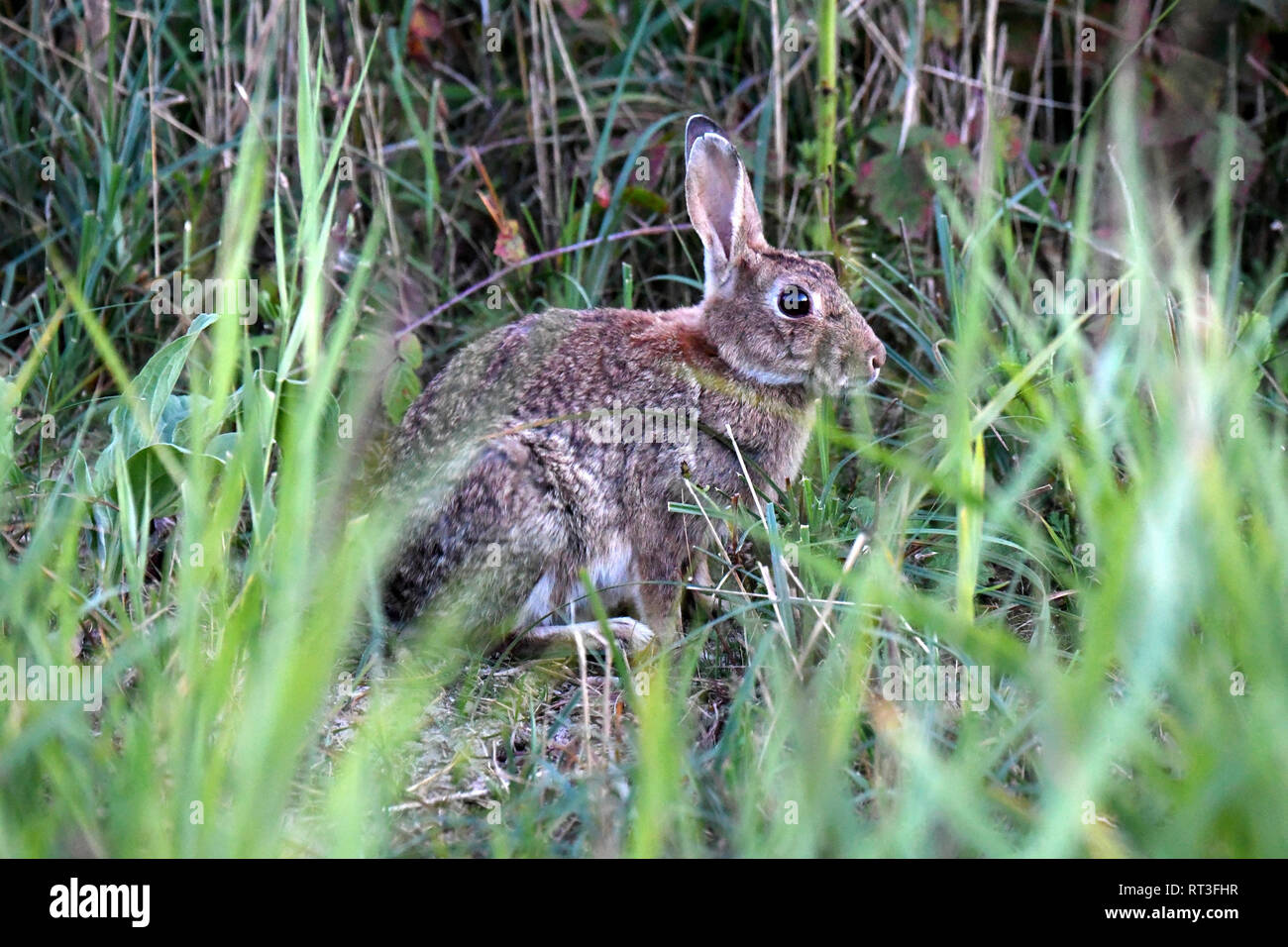 Cuniculus, lokale Tiere, frei lebender Tiere, grau sportliche kleine Jobs, grau sportliche kleine Jobs, Hase, Jagd - Cash Game, Kaninchen Pelz, Rabb Stockfoto