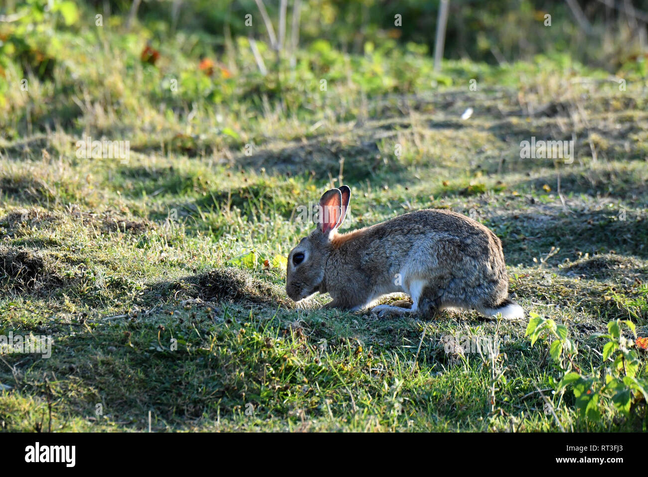 Cuniculus, lokale Tiere, frei lebender Tiere, grau sportliche kleine Jobs, grau sportliche kleine Jobs, Hase, Jagd - Cash Game, Kaninchen Pelz, Rabb Stockfoto