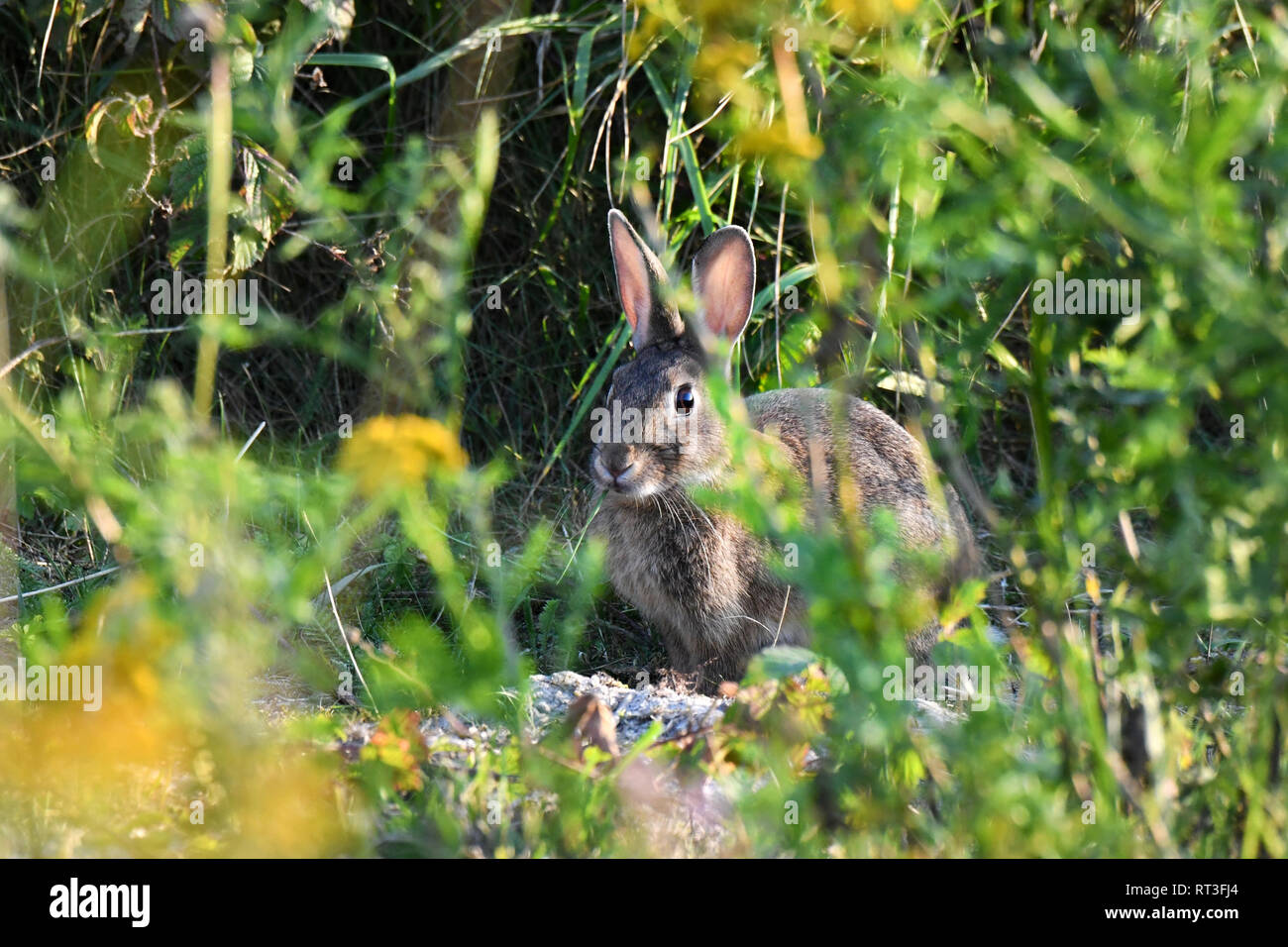 Cuniculus, lokale Tiere, frei lebender Tiere, grau sportliche kleine Jobs, grau sportliche kleine Jobs, Hase, Jagd - Cash Game, Kaninchen Pelz, Rabb Stockfoto