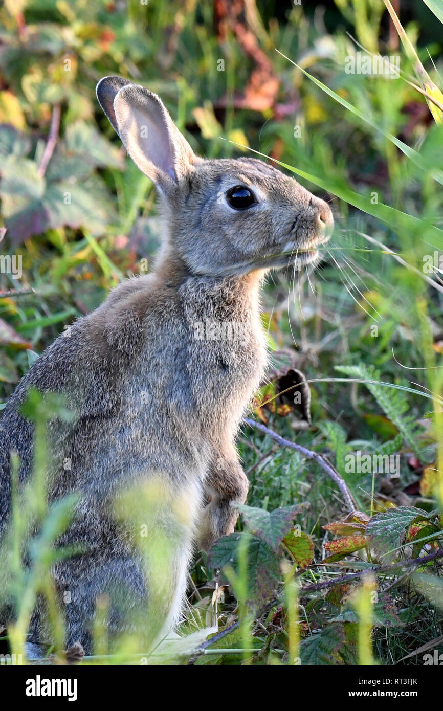Cuniculus, lokale Tiere, frei lebender Tiere, grau sportliche kleine Jobs, grau sportliche kleine Jobs, Hase, Jagd - Cash Game, Kaninchen Pelz, Rabb Stockfoto