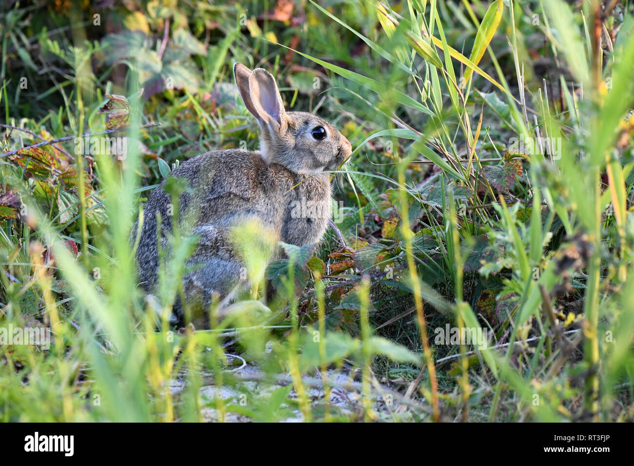 Cuniculus, lokale Tiere, frei lebender Tiere, grau sportliche kleine Jobs, grau sportliche kleine Jobs, Hase, Jagd - Cash Game, Kaninchen Pelz, Rabb Stockfoto