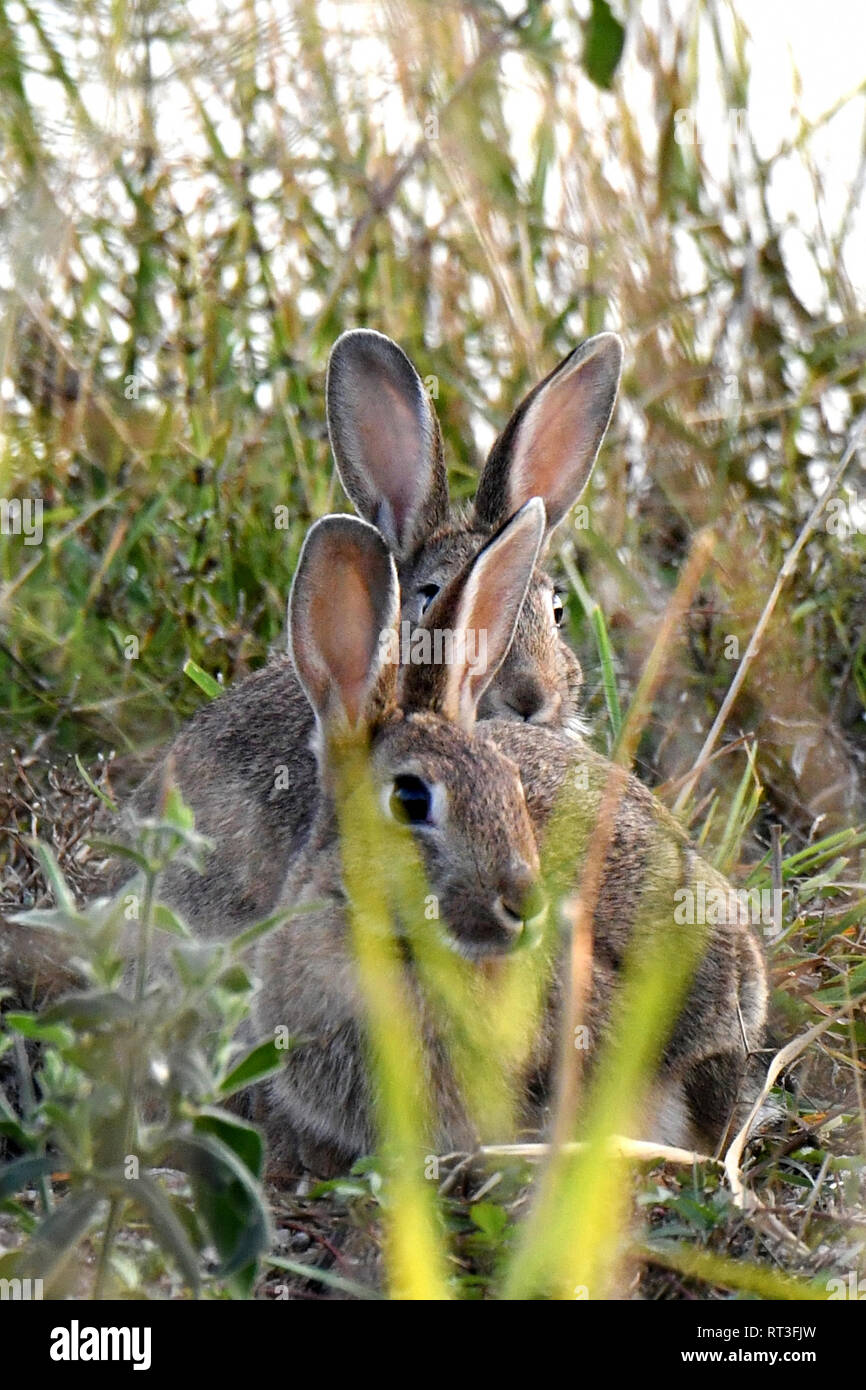 Cuniculus, lokale Tiere, frei lebender Tiere, grau sportliche kleine Jobs, grau sportliche kleine Jobs, Hase, Jagd - Cash Game, Kaninchen Pelz, Rabb Stockfoto