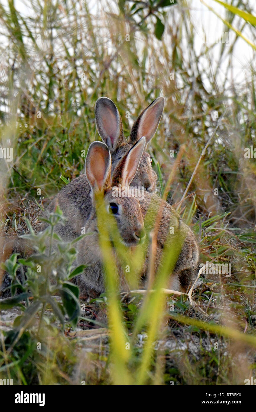 Cuniculus, lokale Tiere, frei lebender Tiere, grau sportliche kleine Jobs, grau sportliche kleine Jobs, Hase, Jagd - Cash Game, Kaninchen Pelz, Rabb Stockfoto
