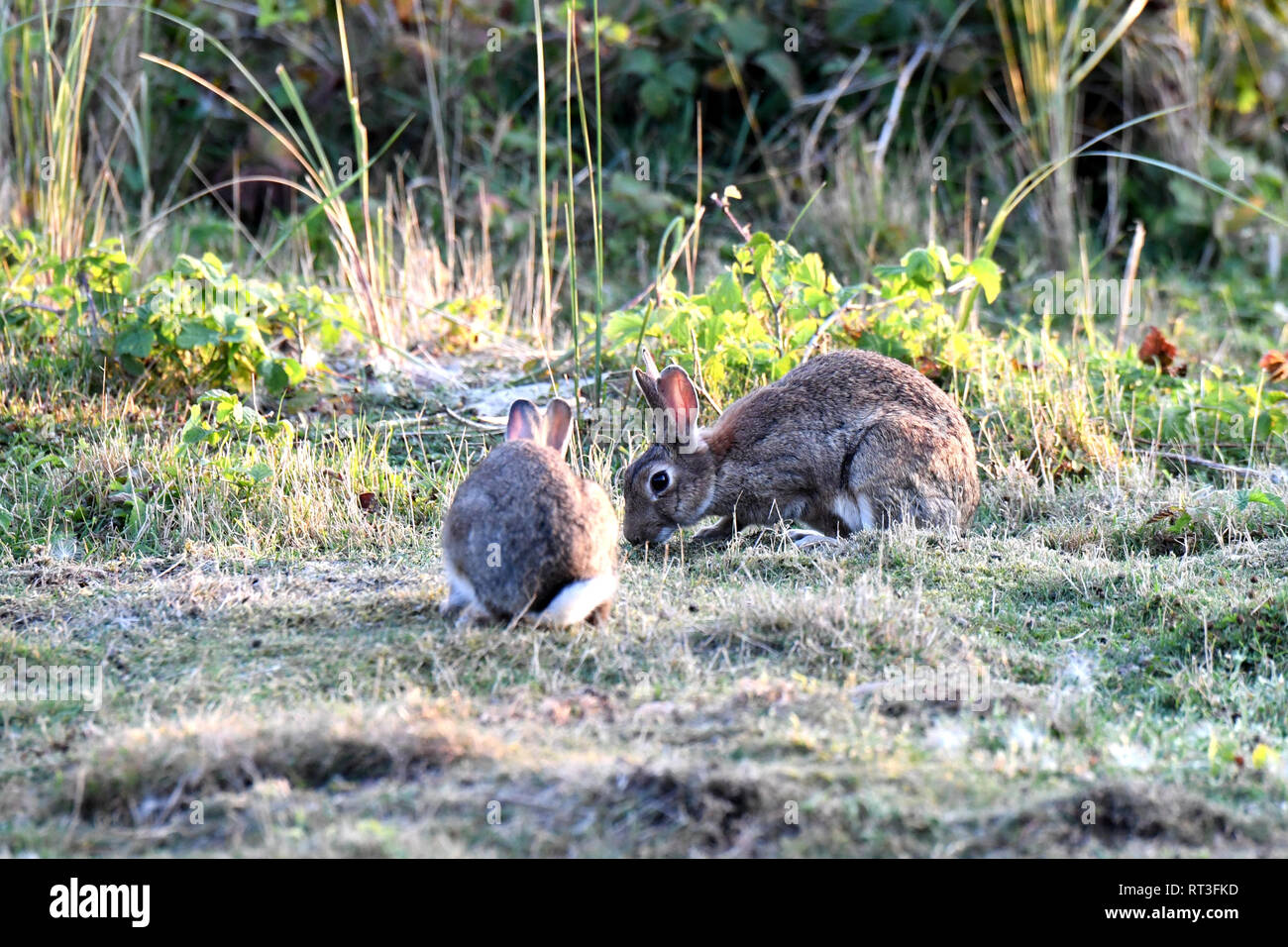 Cuniculus, lokale Tiere, frei lebender Tiere, grau sportliche kleine Jobs, grau sportliche kleine Jobs, Hase, Jagd - Cash Game, Kaninchen Pelz, Rabb Stockfoto