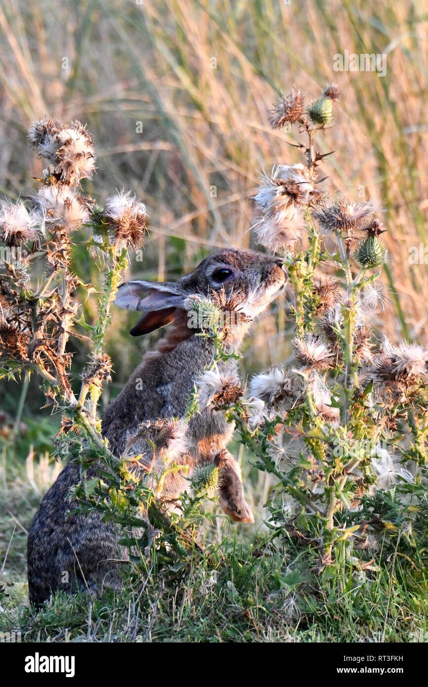 Cuniculus, lokale Tiere, frei lebender Tiere, grau sportliche kleine Jobs, grau sportliche kleine Jobs, Hase, Jagd - Cash Game, Kaninchen Pelz, Rabb Stockfoto