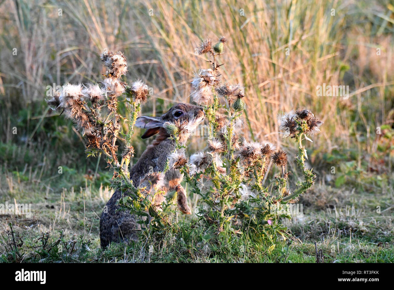 Cuniculus, lokale Tiere, frei lebender Tiere, grau sportliche kleine Jobs, grau sportliche kleine Jobs, Hase, Jagd - Cash Game, Kaninchen Pelz, Rabb Stockfoto