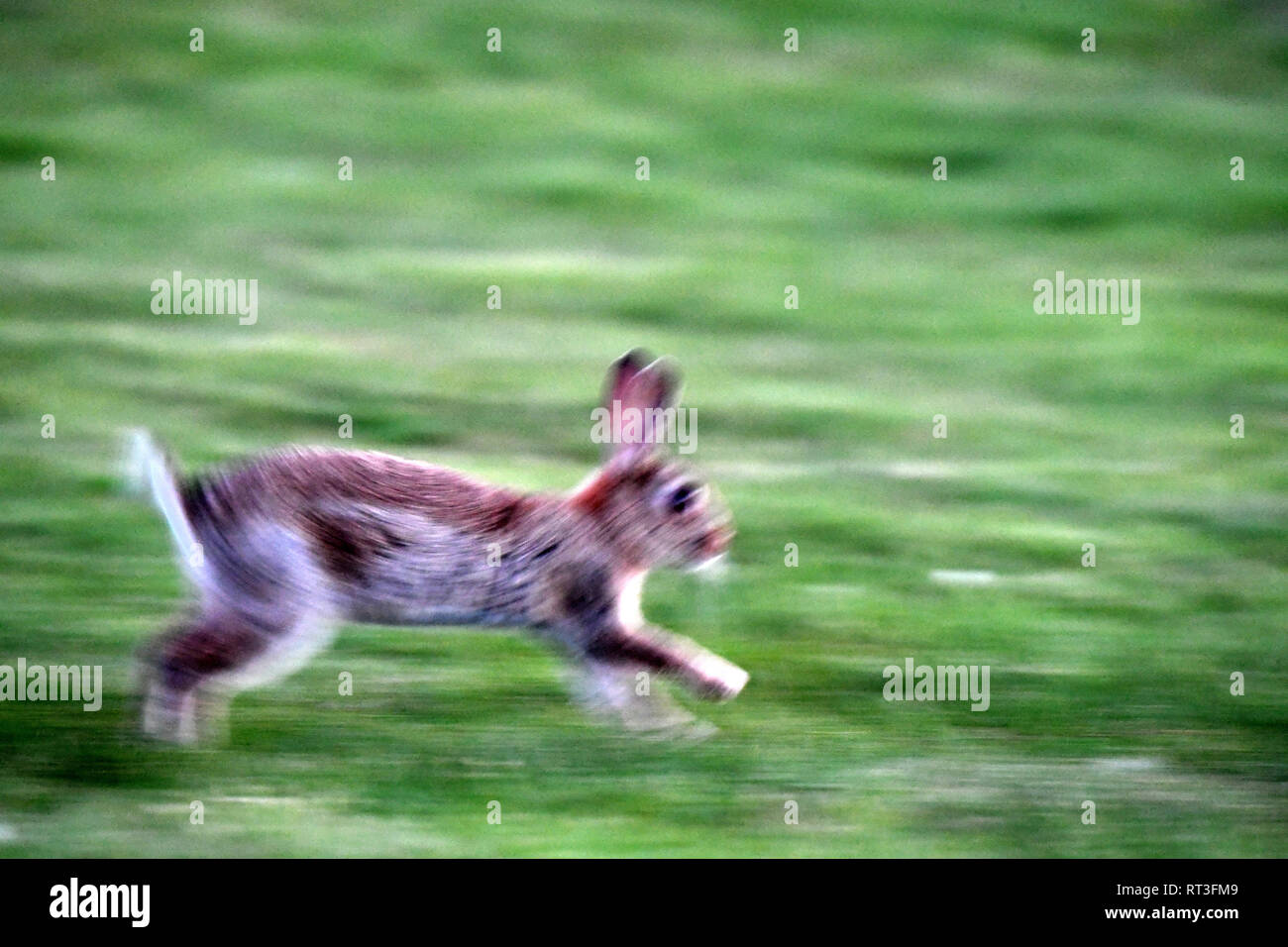 Cuniculus, lokale Tiere, frei lebender Tiere, grau sportliche kleine Jobs, grau sportliche kleine Jobs, Hase, Jagd - Cash Game, Kaninchen Pelz, Rabb Stockfoto
