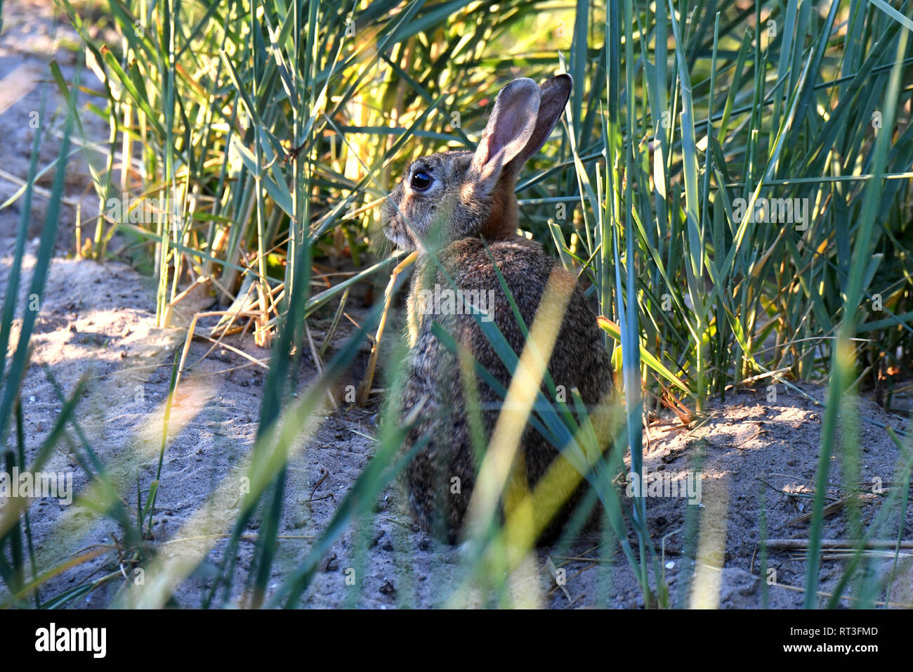 Cuniculus, lokale Tiere, frei lebender Tiere, grau sportliche kleine Jobs, grau sportliche kleine Jobs, Hase, Jagd - Cash Game, Kaninchen Pelz, Rabb Stockfoto