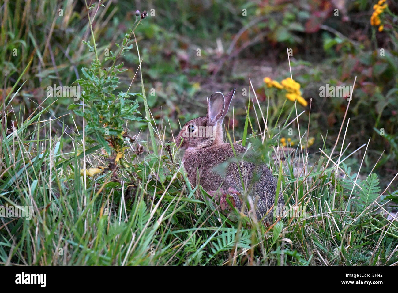 Cuniculus, lokale Tiere, frei lebender Tiere, grau sportliche kleine Jobs, grau sportliche kleine Jobs, Hase, Jagd - Cash Game, Kaninchen Pelz, Rabb Stockfoto